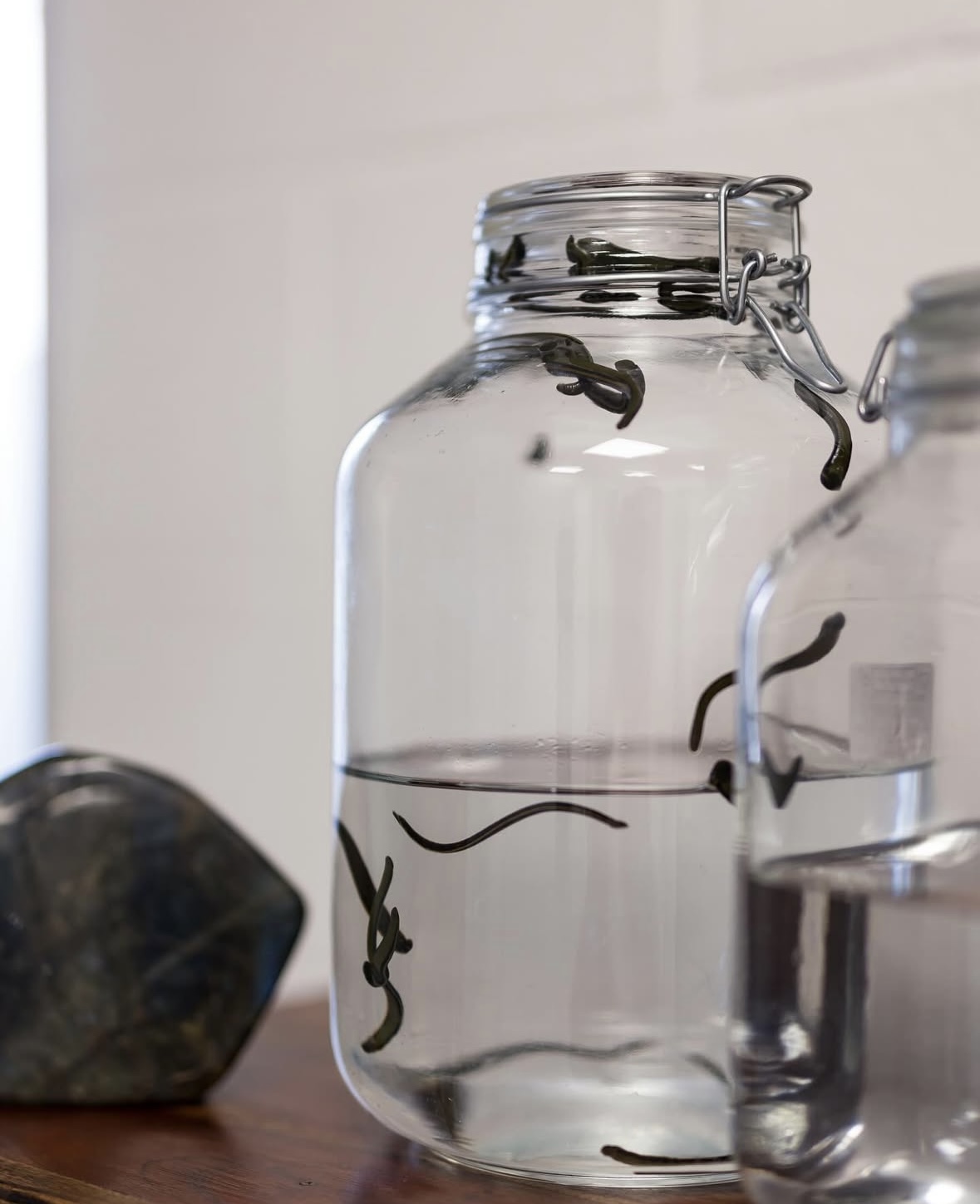 Chaussan hirudothérape